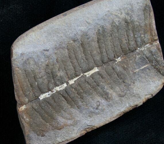 Million Year Old Fern Fossil #7855